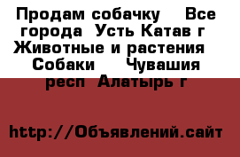 Продам собачку  - Все города, Усть-Катав г. Животные и растения » Собаки   . Чувашия респ.,Алатырь г.